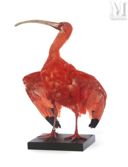 红鹮
雄性。展翅。
高度：44 厘米，宽度：33 厘米。
II/B，Eudocimus ruber。