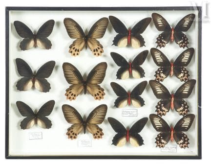 ATROPHANEURA SEMPERI
Männliche und weibliche Tiere