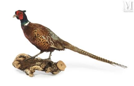 科尔基斯雉
雄性。
体高：40 厘米，体长：72 厘米。
Phasianus colchicus。