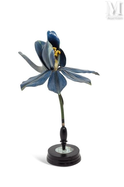 罗伯特·布伦德尔（Robert BRENDEL，1821-1898） DELPHINIUM CONS