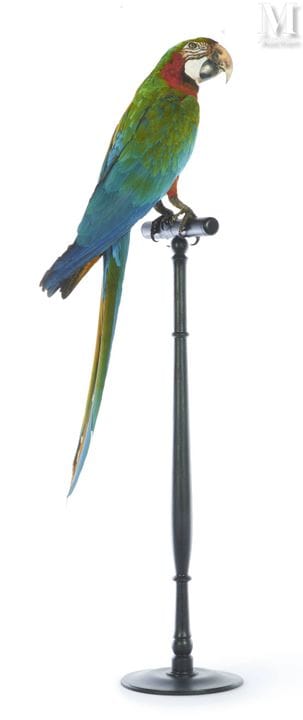 ARA ARLEQUIN
Höhe: 1,05 m, Breite: 20 cm.
II/B, Ar