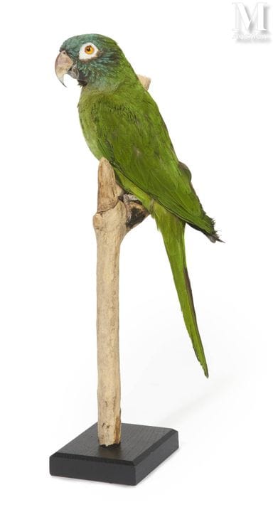 BLAUKOPF-Papagei
Höhe: 36 cm.
II/B, Thectocercus a