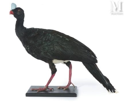 STEINHOCCO
Männchen.
Körperhöhe: 65 cm, Körperläng