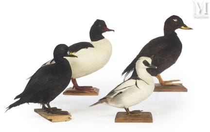 PATO ZARGALLO, PATO CASTOR, PATO NEGRO, PATO MARRÓ