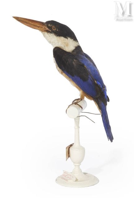 SCHWARZKOPF-EISVOGEL
Auf seinem originalen, grau l