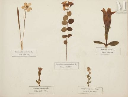 BEL HERBIER - Victor-Henri BORDÈRE (1825-1889)
Sou