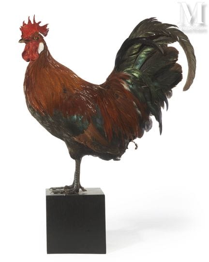 GALLO GALO
Altura: 57 cm, longitud: 40 cm.
Gallus 