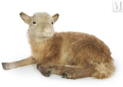 乌埃桑岛绵羊
卧姿。
高：18 厘米，长：35 厘米。
Ovis aries。

注
乌埃桑特羊是菲