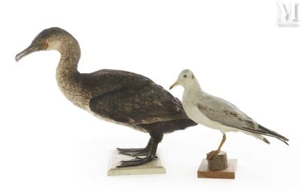 白腹海鸥、大鸬鹚
体高：30和44厘米，体长：37和73厘米。
Larus ridibundus, 