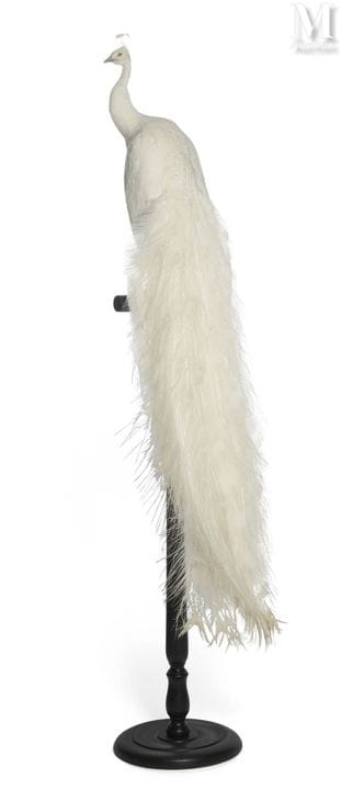 WEISSER PFAU
Männchen.
Körpergröße: 2,20 m.
III/C,