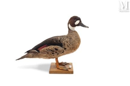 BRILLENENTE
Schön.
Höhe: 31 cm, Länge: 44 cm.
Anas