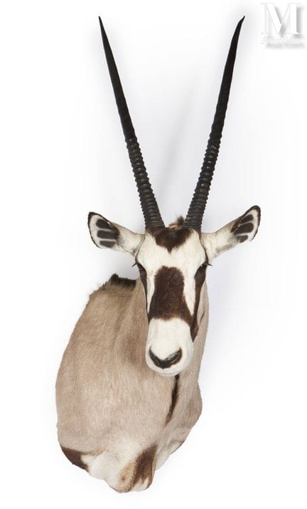 ORYX
Kopf in einem Umhang.
Oryx gazella.