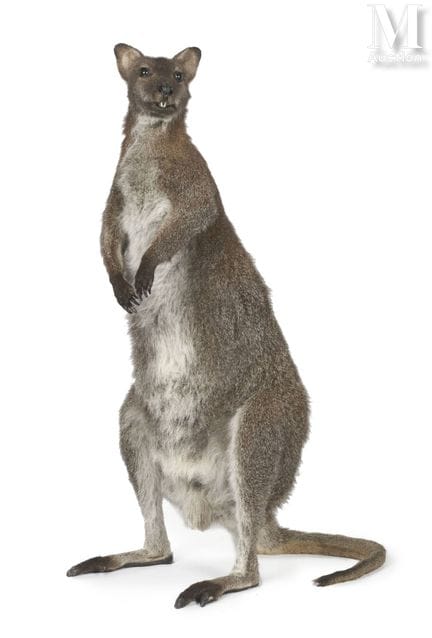 BENNET-WALLABY
Schönes Männchen.
Höhe: 97,5 cm, Br
