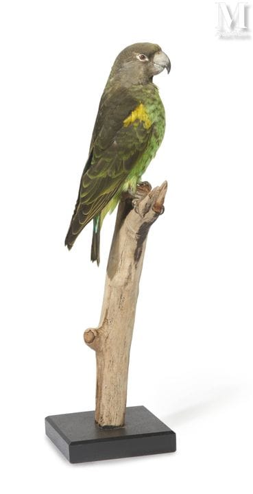 MEYER-Papagei
Höhe: 37,5 cm.
II/B, Poicephalus mey