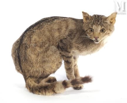 GATO HARET
Naturalizado en su totalidad.
Altura: 2