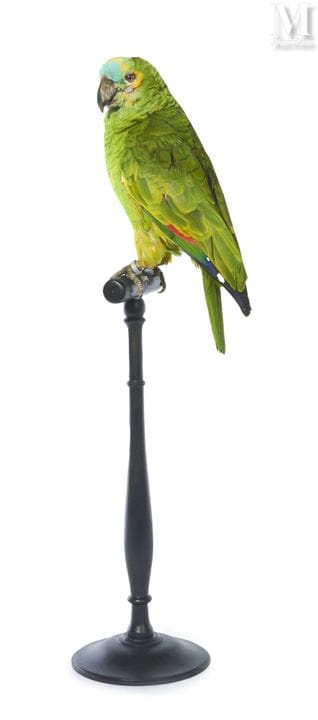 BLAUSTIRN-AMAZONE
Weibchen.
Körpergröße: 61 cm.
II