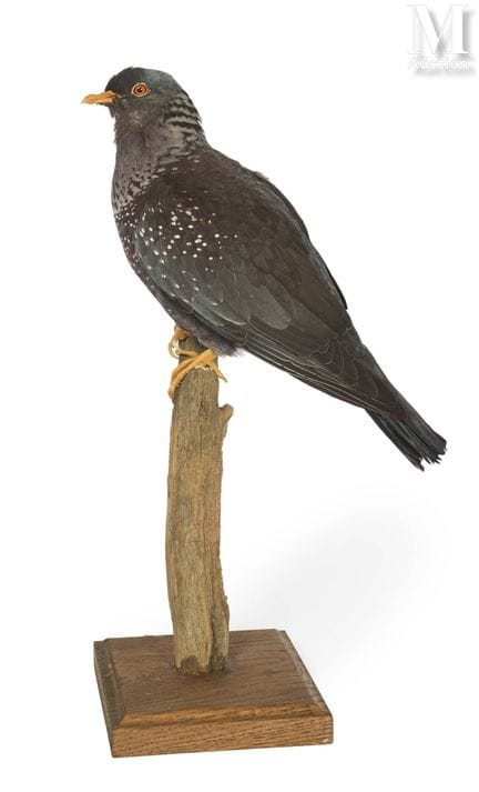 PALOMA DE RAMERON
Altura: 40 cm, longitud: 33 cm.
