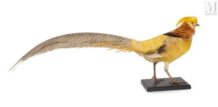 ISABELLE-GOLDFASAN
Höhe: 33 cm, Länge: 86 cm.
Chry