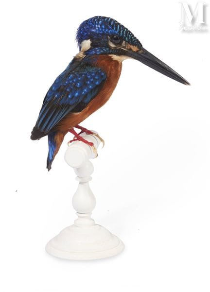 MENINTING-EISVOGEL
Selten im Handel erhältlich.
Au