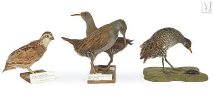 DOS AVES ACUÁTICAS, RÁCOLA PUNTUADA, COLÍN DE VIRG