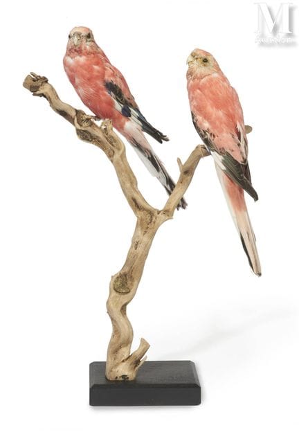 RUBINO-BOURKE-SITTICH, OPALINE-BOURKE-SITTICH
Auf 