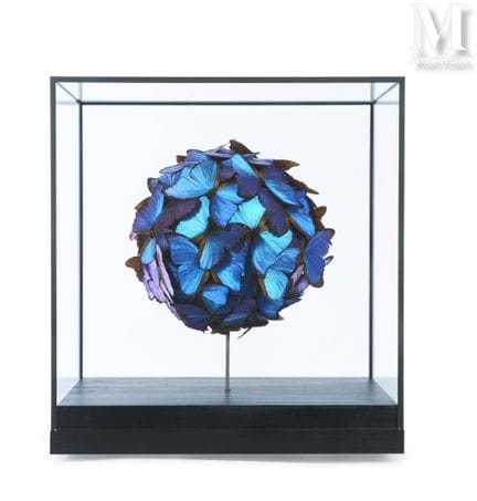 MORPHO DIDIUS
Wunderschönes kugelförmiges Arrangem