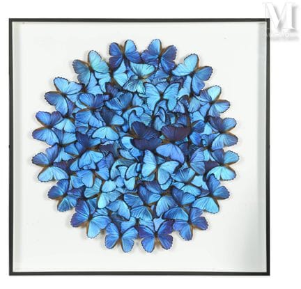MORPHO
Schönes, rundes Bild.
In einem Rahmen auf w