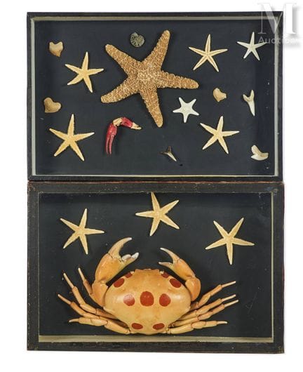 海星、红斑蟹
装在两个盒子里（26 x 39 厘米）。
Carpilius maculatus（印度