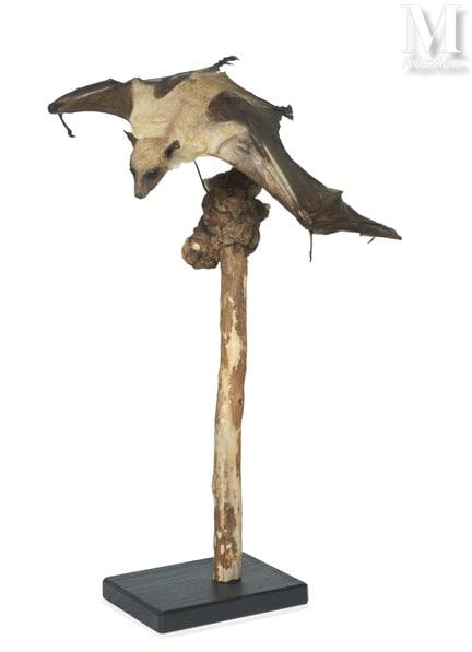 AFRIKANISCHE STROHFLEDERMAUS
Höhe: 48 cm, Länge: 2