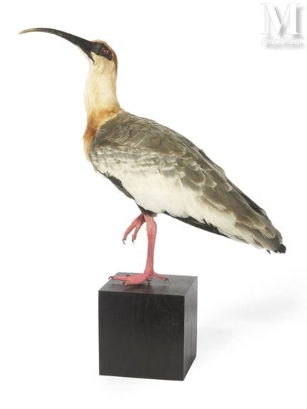 IBIS MANDORE
Weibchen.
Höhe: 55 cm, Länge: 57 cm.
