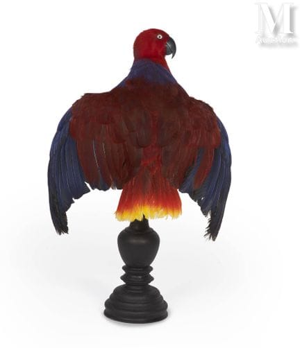 GROSSER ECLECTUS
Weibchen. Flügel ausgebreitet.
Kö
