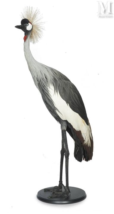 KÖNIGSKRANICH
Männchen.
Höhe: 1,13 m, Länge: 94 cm