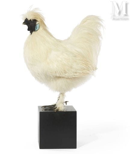 GALLO NEGRO DE SEDA
Altura: 52 cm, longitud: 35 cm