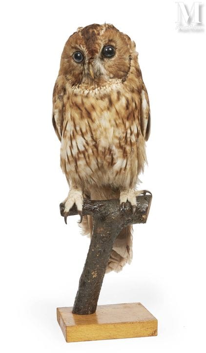MOTACUERPOS
Altura: 43 cm.
II/A, Strix aluco, CIC 