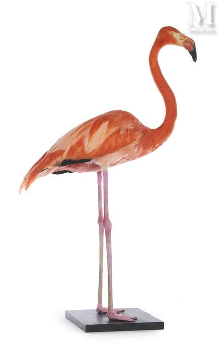 加勒比红鹳
身高：1.13米，体长：88厘米。
II/A，Phoenicopterus ruber 