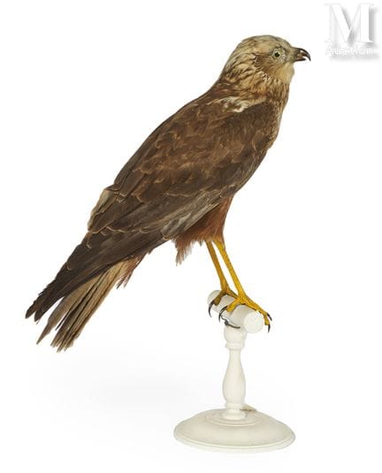 AGUILUCHO DE SAN MARTÍN
Hembra.
Sobre su posadero 