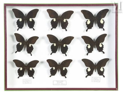 NEUN PAPILIO SATASPES ARTAPHERNES
Eine Schachtel (