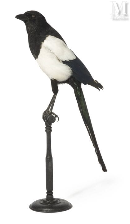 PÁJARO DE BAVIERA
Altura: 48 cm, longitud: 44 cm.
