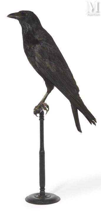 黑鸦
高：63 厘米，长：45 厘米。
Corvus corone。
