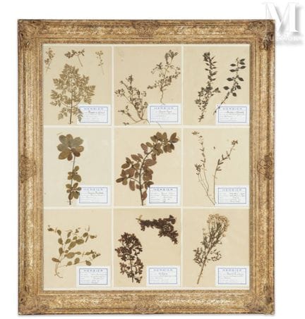 九幅植物标本图 - 1959年 -
共同装裱于精美的贝壳画框中。品相极佳。
98 x 86 厘米。
