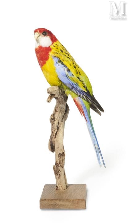 GOLDMANTEL-FABELHAFTER PAPAGEI
Höhe: 38 cm.
II/B, 