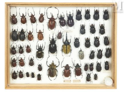 DYNASTES
Schöne Schachtel (40 x 50 cm).
Darunter:
