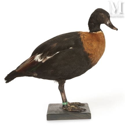 AUSTRALISCHE CASARCA
Männchen.
Höhe: 37,5 cm, Läng