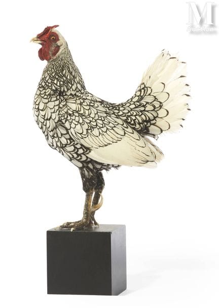 GALLO SEBRIGHT PLATEADO
Altura: 41 cm, longitud: 2