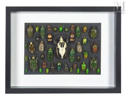 KÄFER-MOSAIK
Auf schwarzem Hintergrund präsentiert