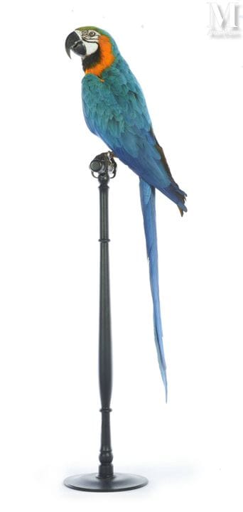 GELB-BLAUER ARA
Höhe: 1,06 m, Breite: 20 cm.
II/B,