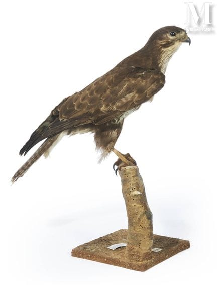 ÁGUILA VARIABLE
Altura: 54 cm, longitud: 56 cm.
II