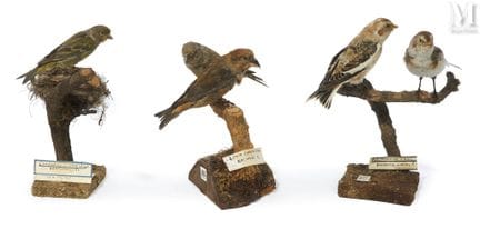 DOS PÁJAROS DE PICOS CRUZADOS DE LOS ABETOS, UN VE