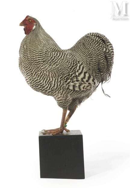 GALLO WYANDOTTE PLATEADO
Altura: 52,5 cm, longitud