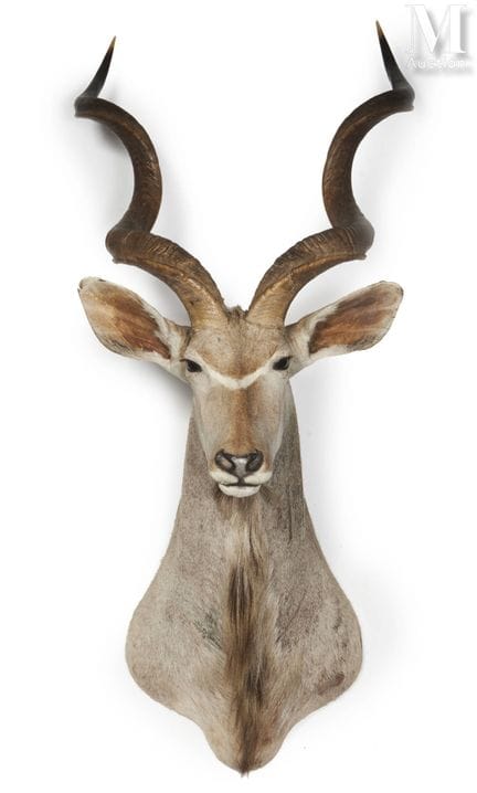 GRAND KOUDOU
Kopf mit einem Umhang.
Tragelaphus st